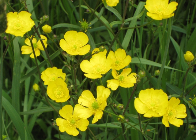 Buttercups